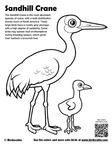 Sandhill crane coloring page by