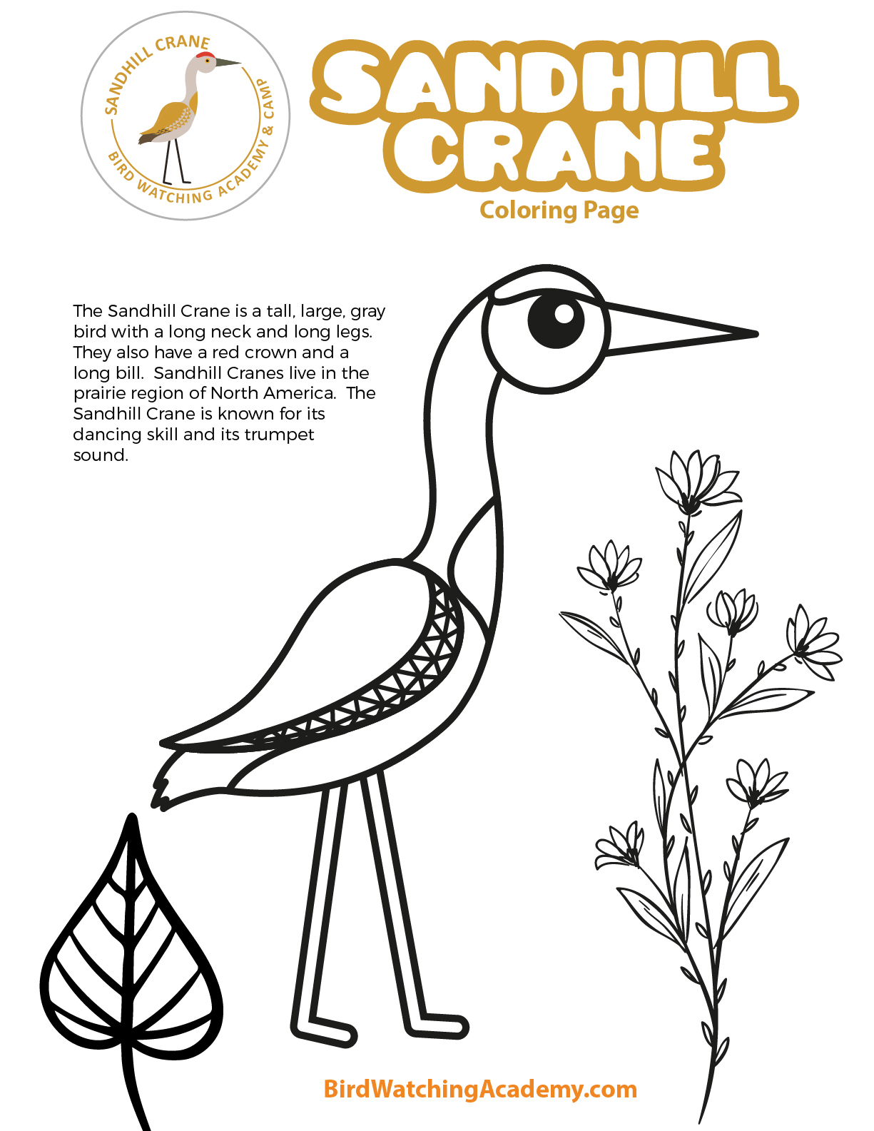 Sandhill crane coloring page