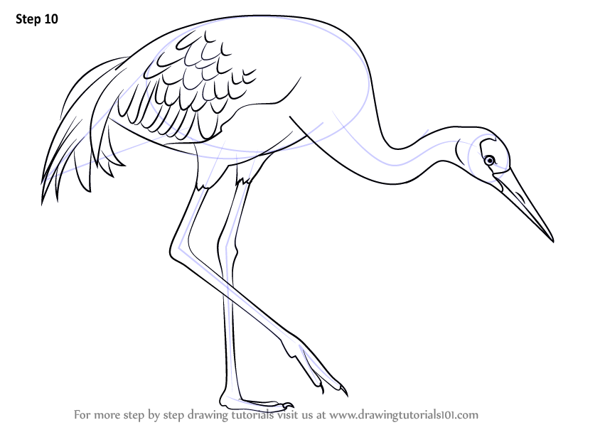 How to draw a sandhill crane birds step by step