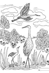 Yampa valley crane festival coloring contest awards bud werner memorial library