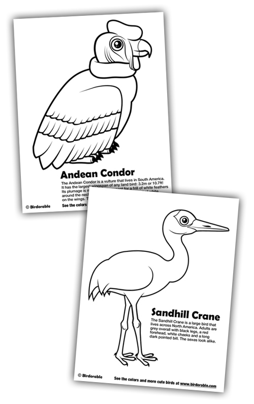 New coloring pages andean condor and sandhill crane