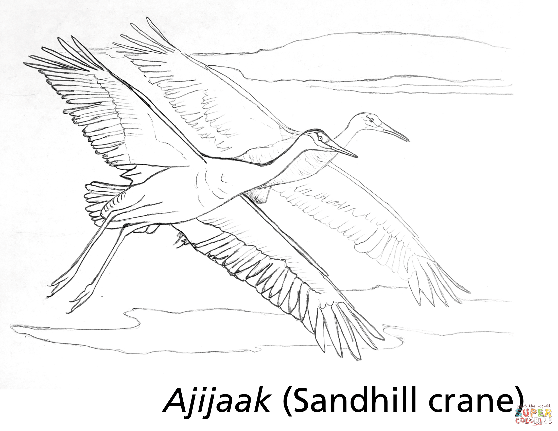 Ajijaak sandhill crane coloring page free printable coloring pages