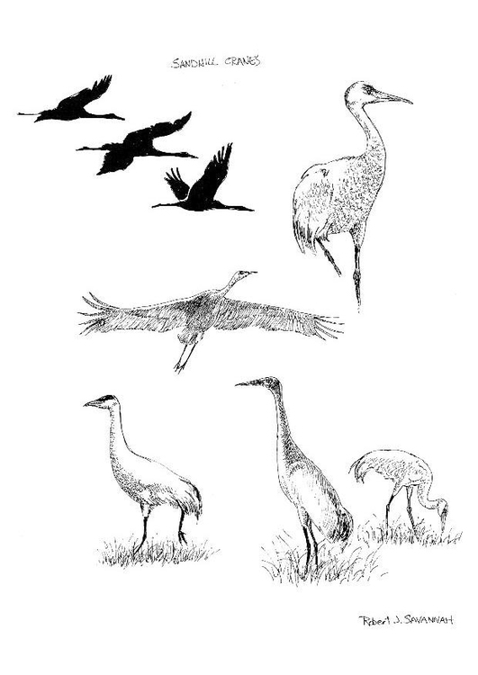 Coloring page cranes