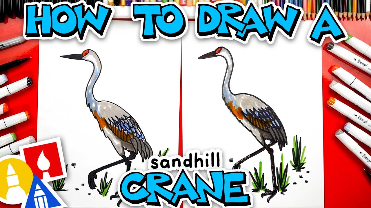 How to draw a sandhill crane bird