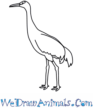 How to draw a sandhill crane