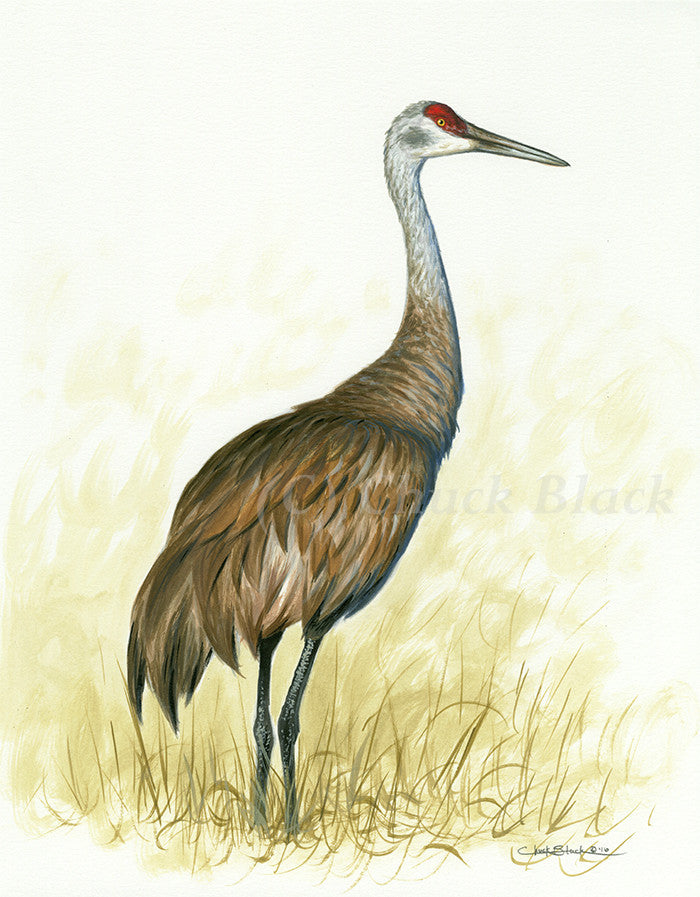 Sandhill crane limited edition print