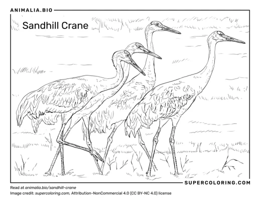 Sandhill crane