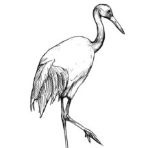 Crane bird