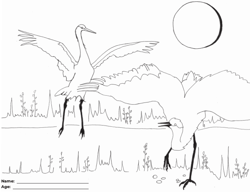 Kids crane coloring contest still accepting submissions steamboattoday