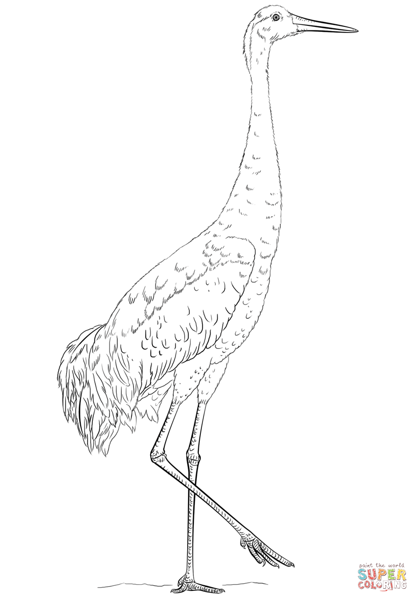 Sandhill crane coloring page free printable coloring pages