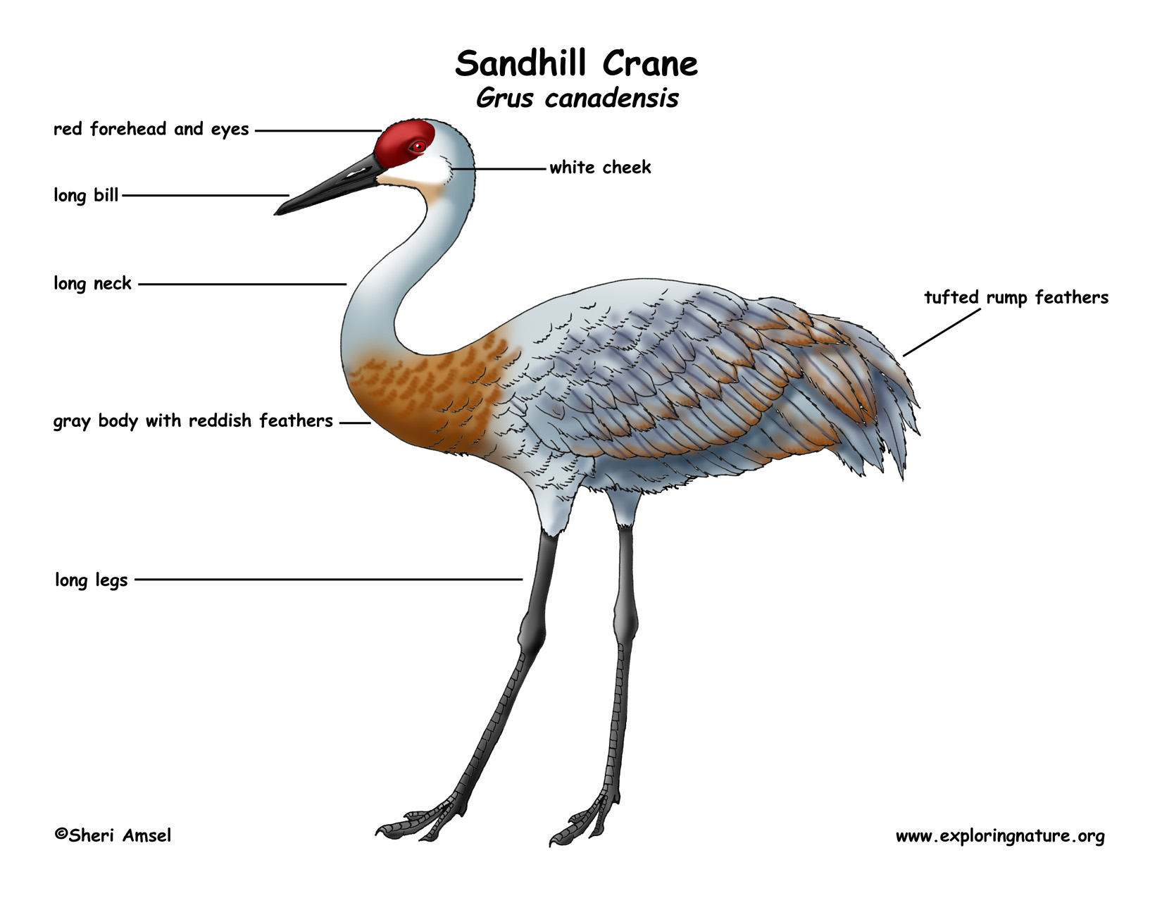 Crane sandhill