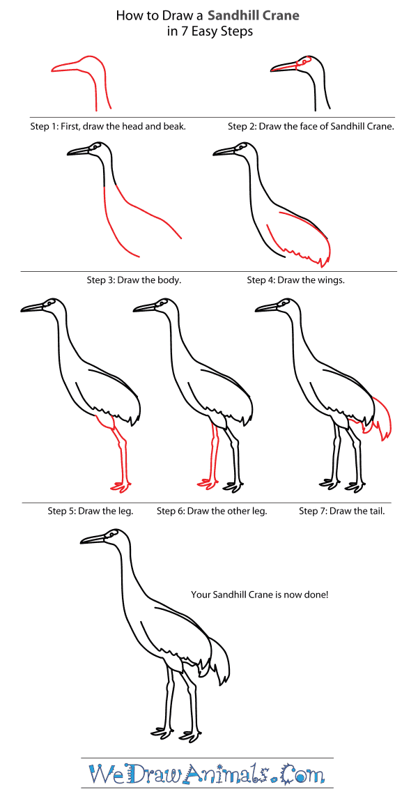 How to draw a sandhill crane