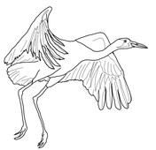 Cranes coloring pages free coloring pages