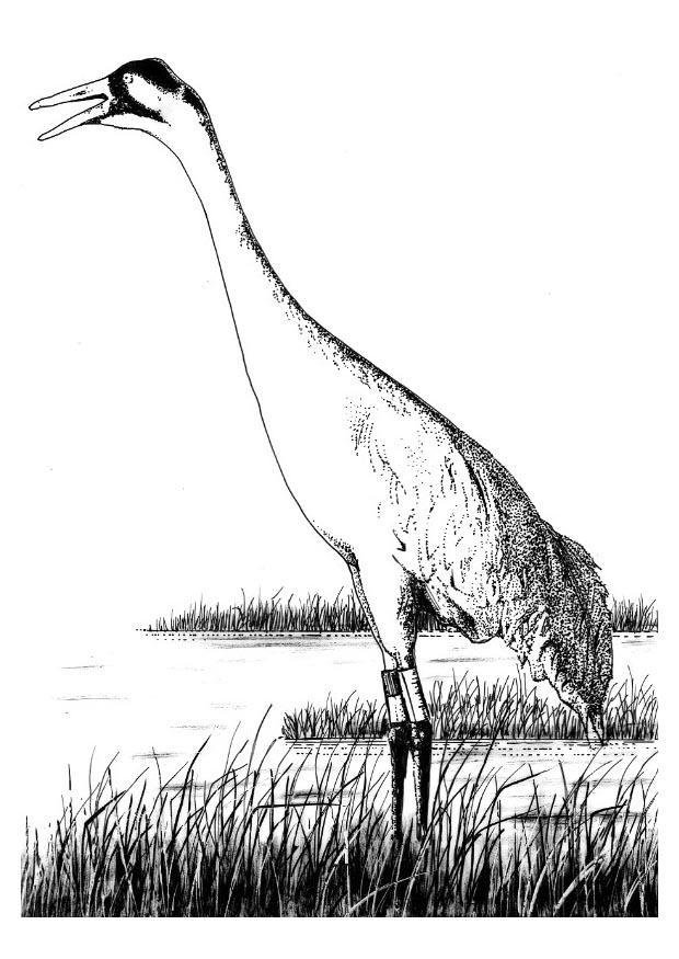 Coloring page crane