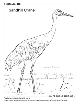 Sandhill crane