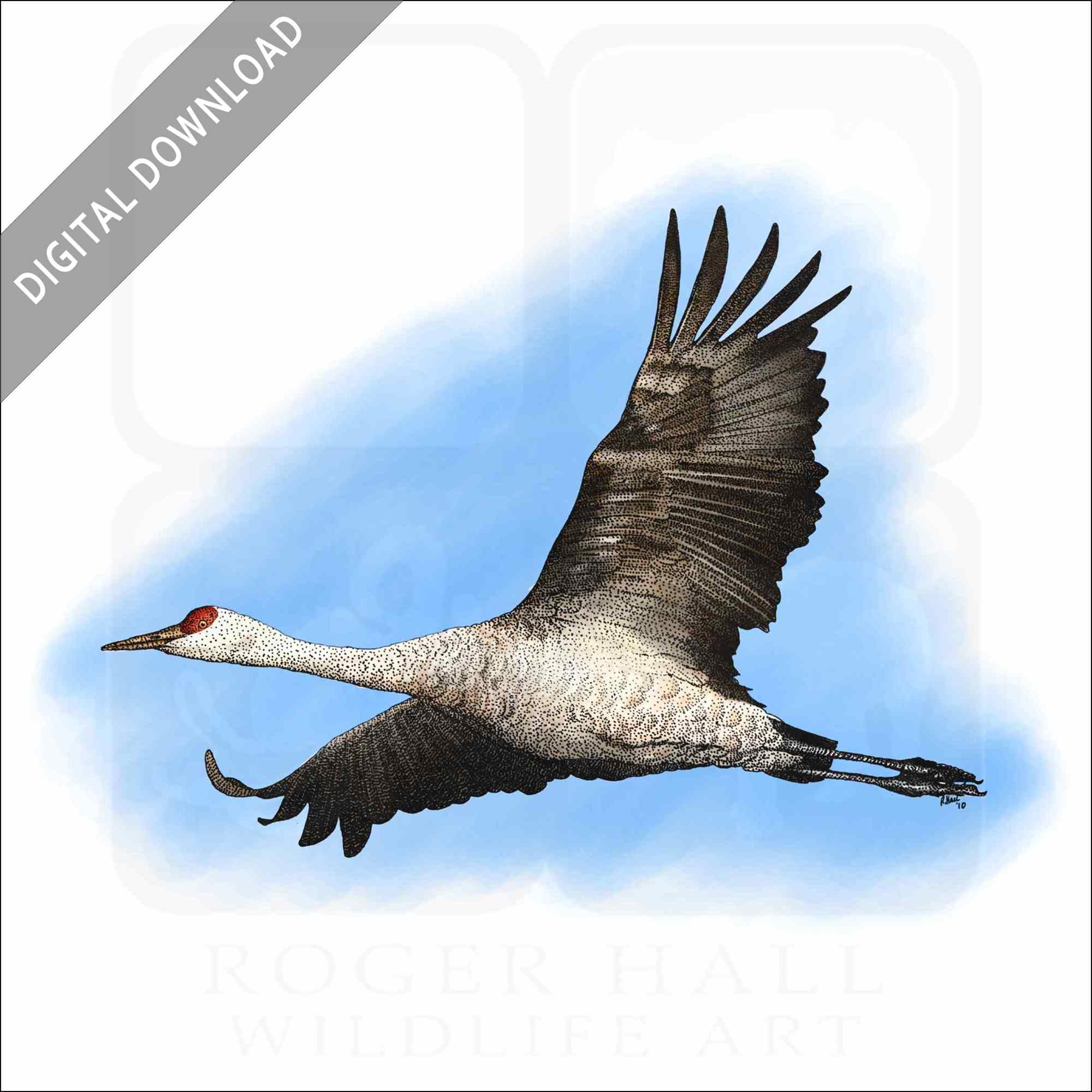 Stock art drawing of a sandhill crane