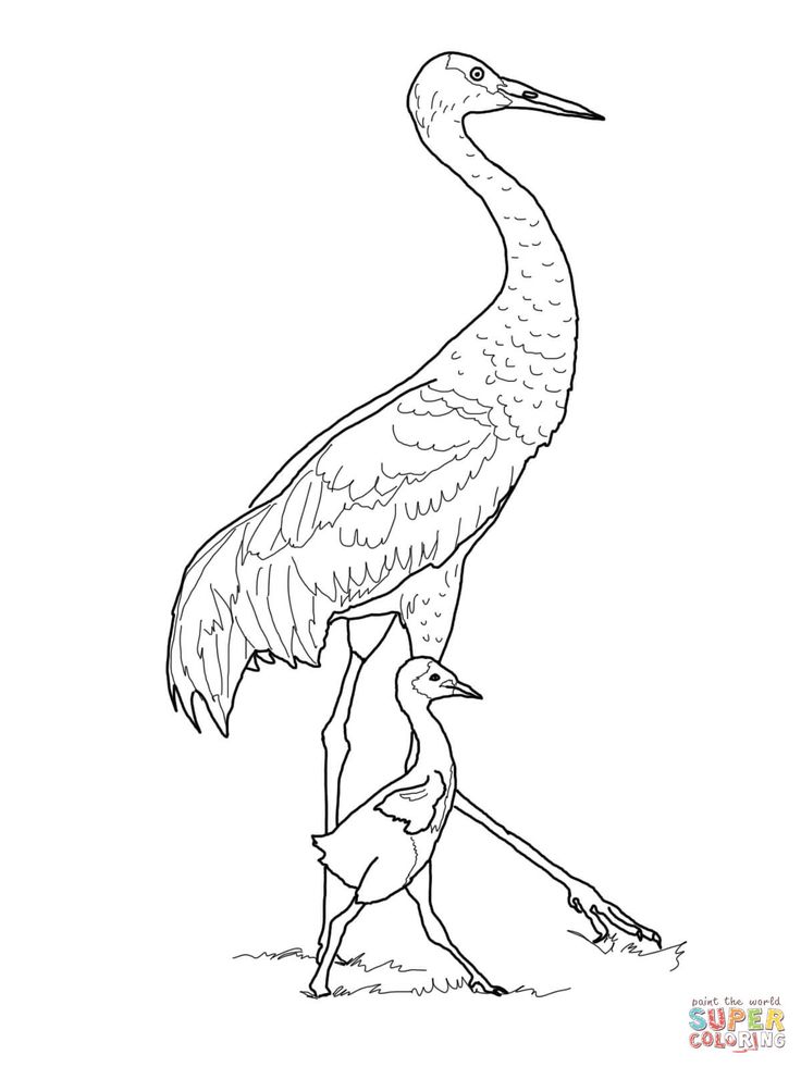 Sandhill crane with baby coloring page free printable coloring pages baby coloring pages free printable coloring pages coloring pages