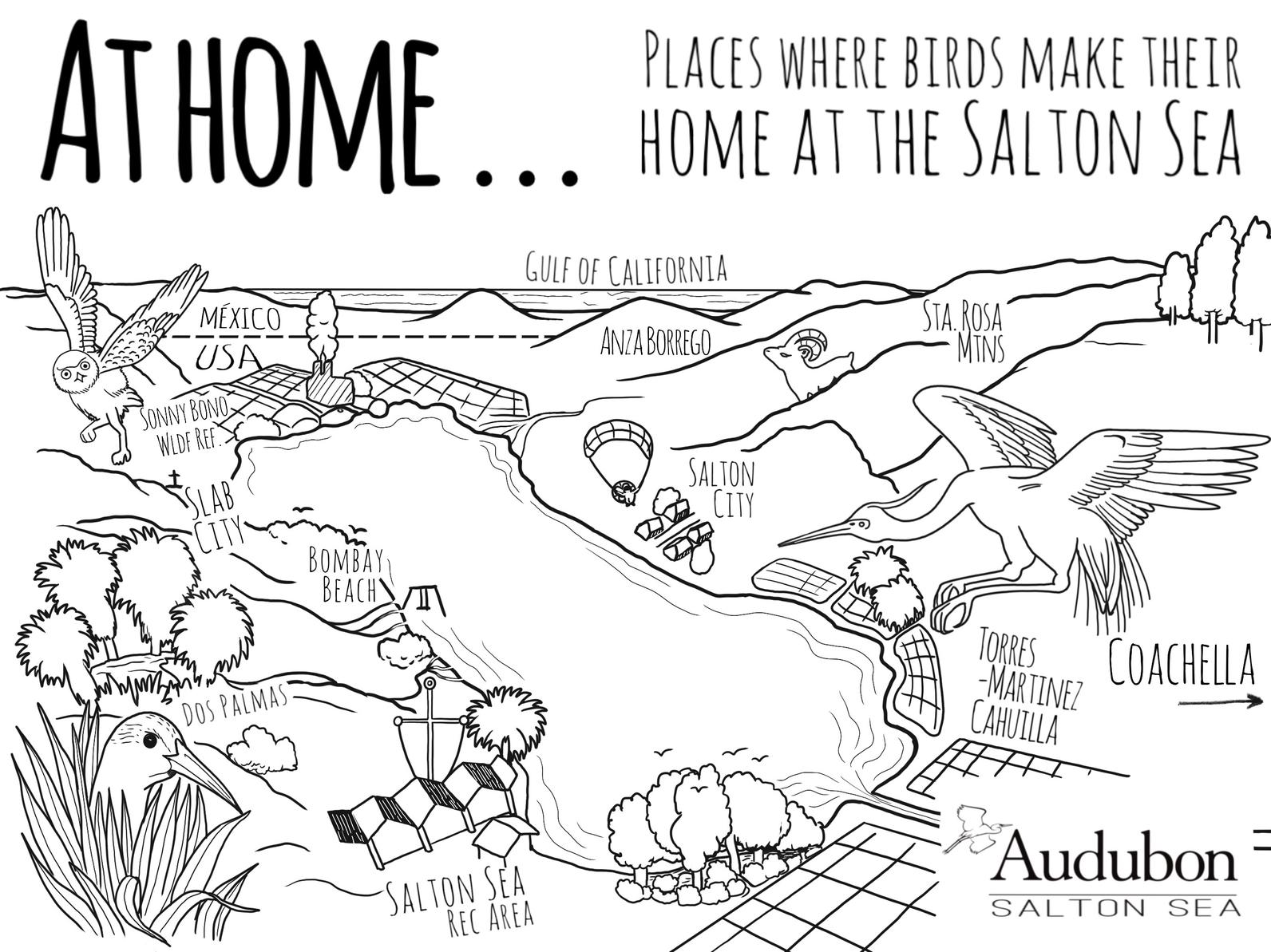 At home birds of the salton sea coloring pages lifornia