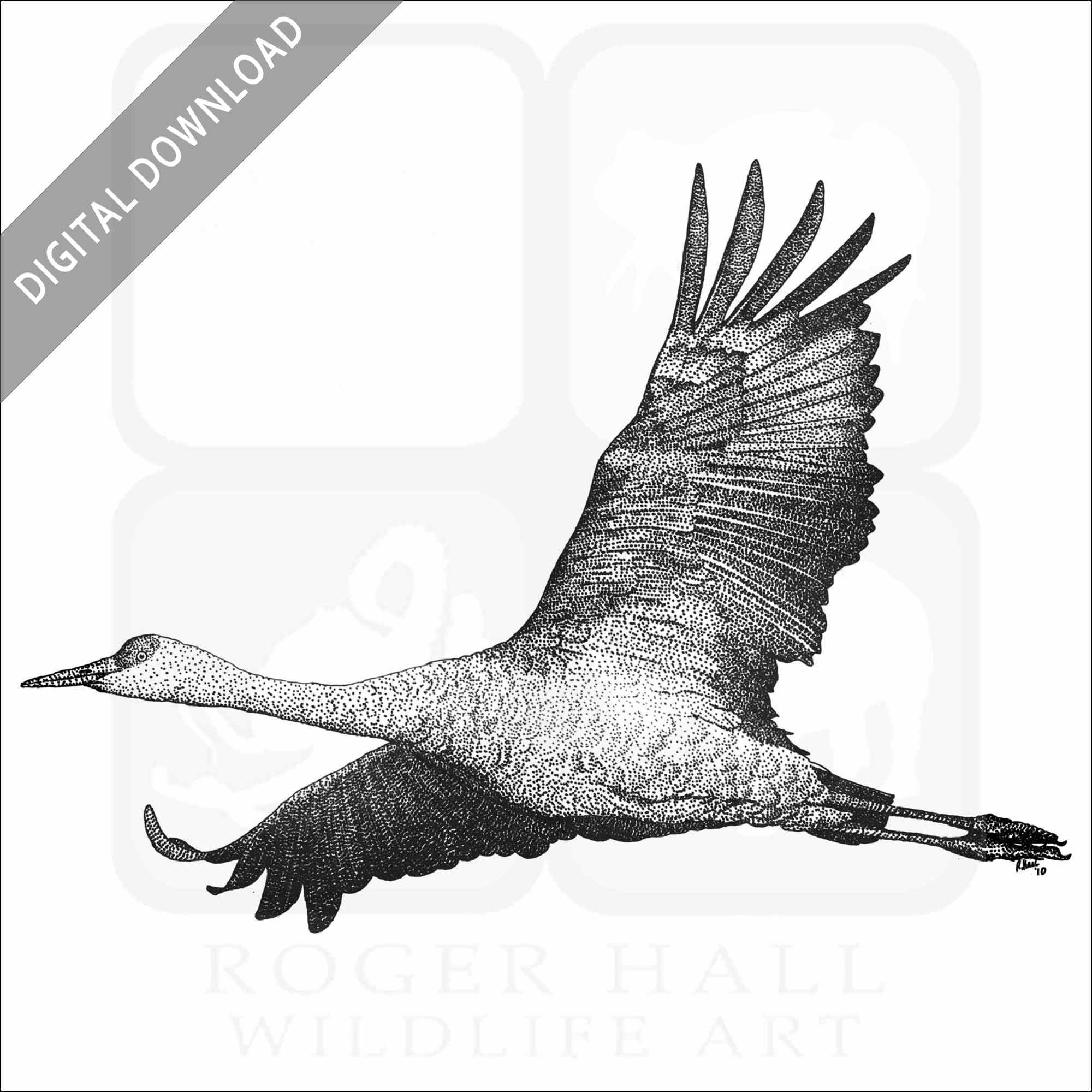 Stock art drawing of a sandhill crane