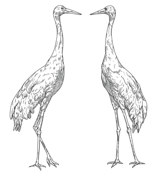 Standing sarus cranes stock illustration