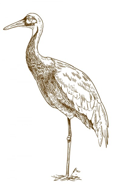 Premium vector engraving drawing illustration of white naped crane