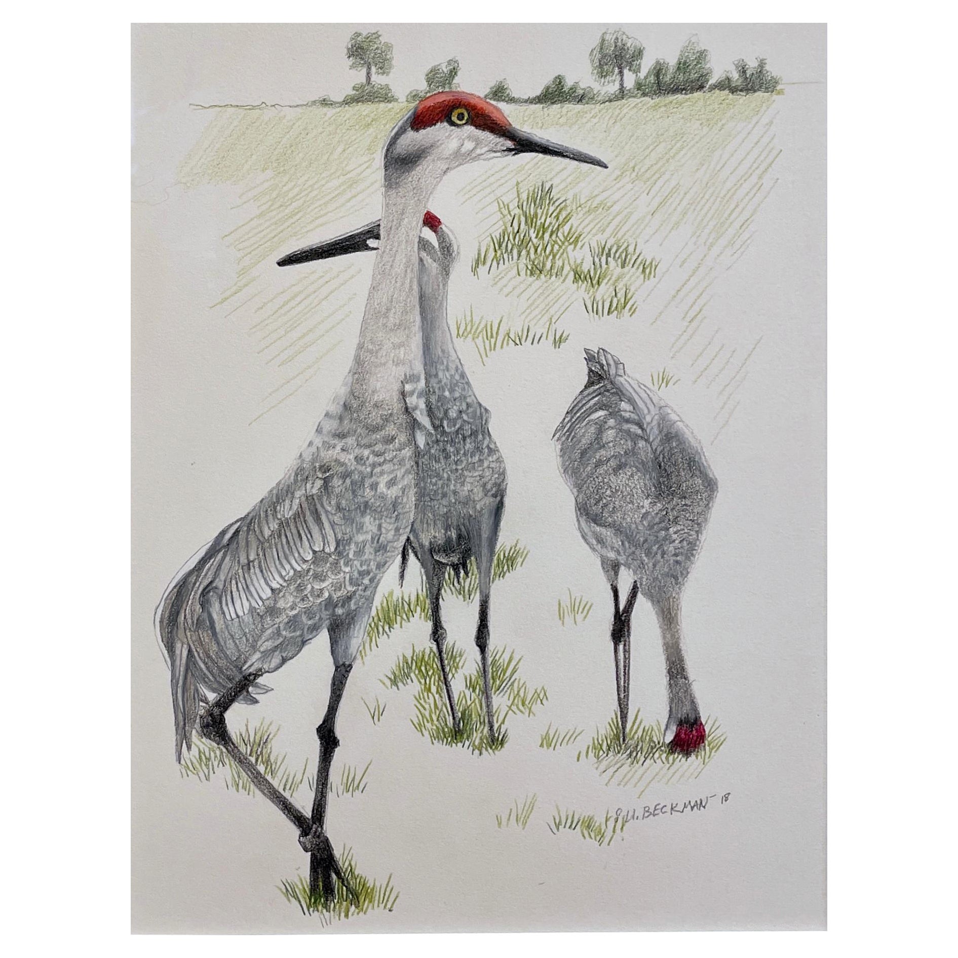 Three sand hill cranes colored pencil drawing matted and framed for sale at how to draw a crested crane crane pencil drawing sandhill crane sculpture