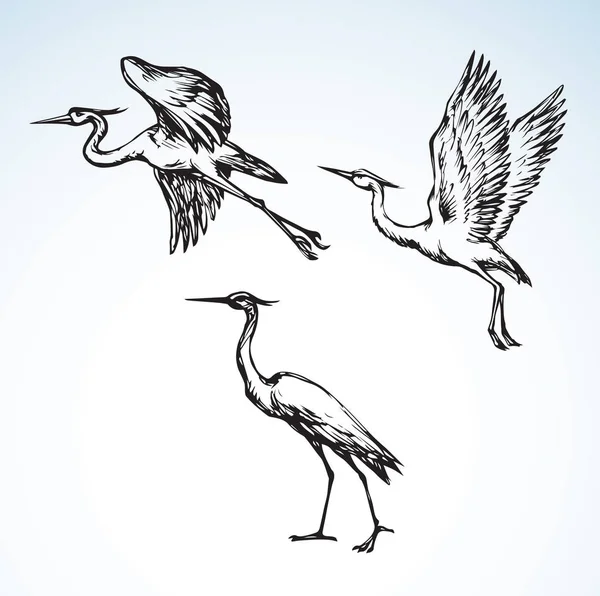 Sandhill crane vector images