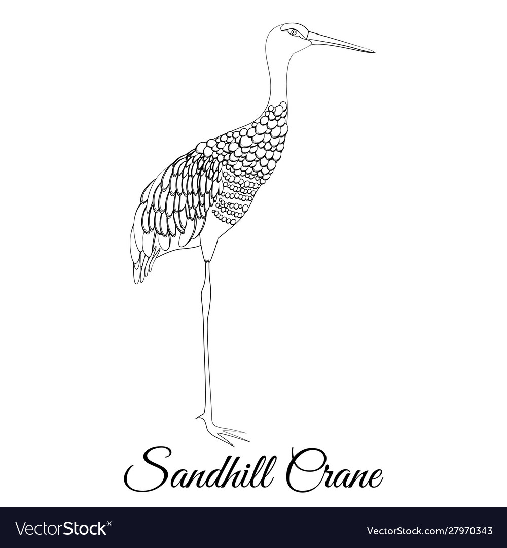 Sandhill crane outline coloring royalty free vector image