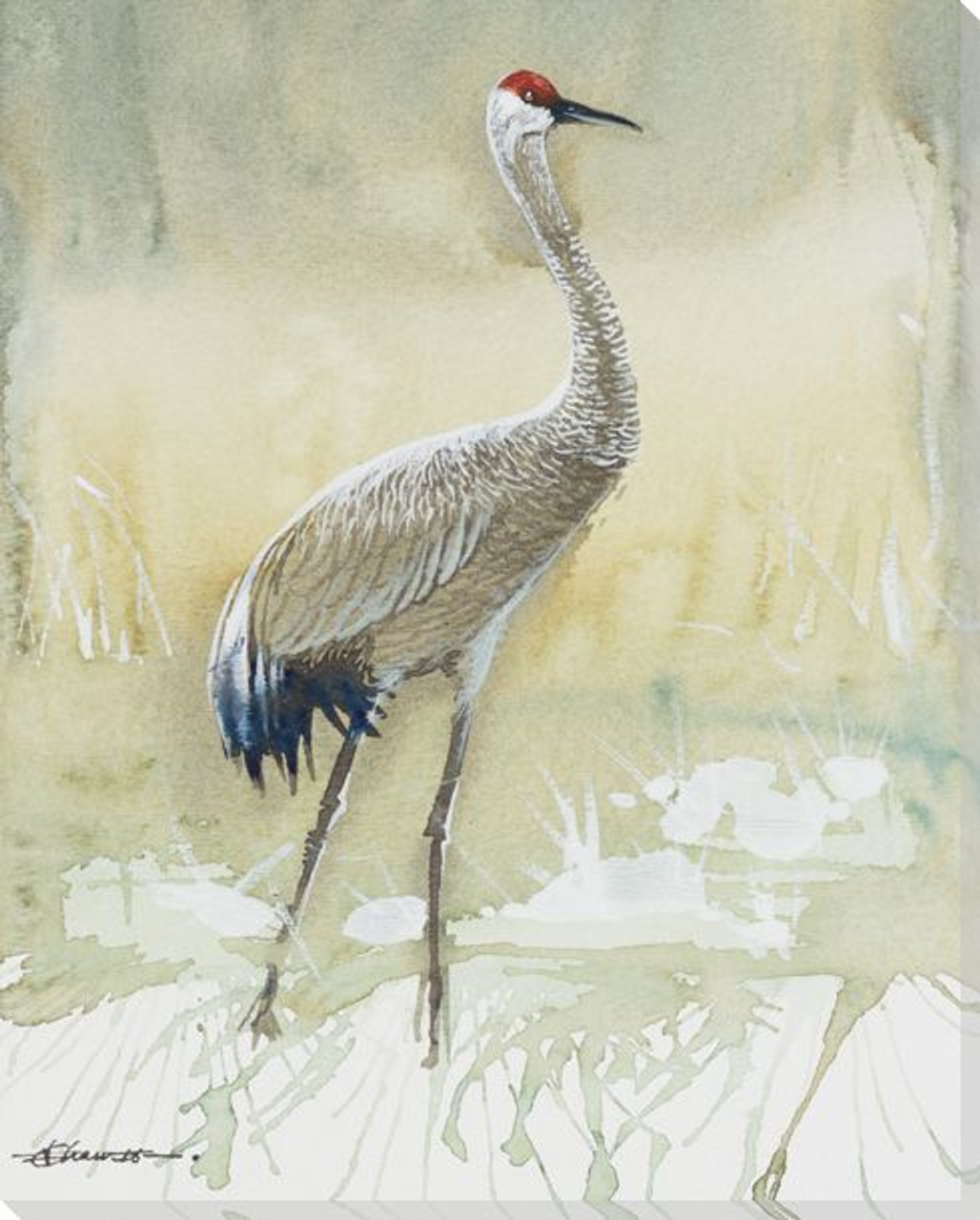 Sandhill crane bird standing wrapped canvas giclee print wall art