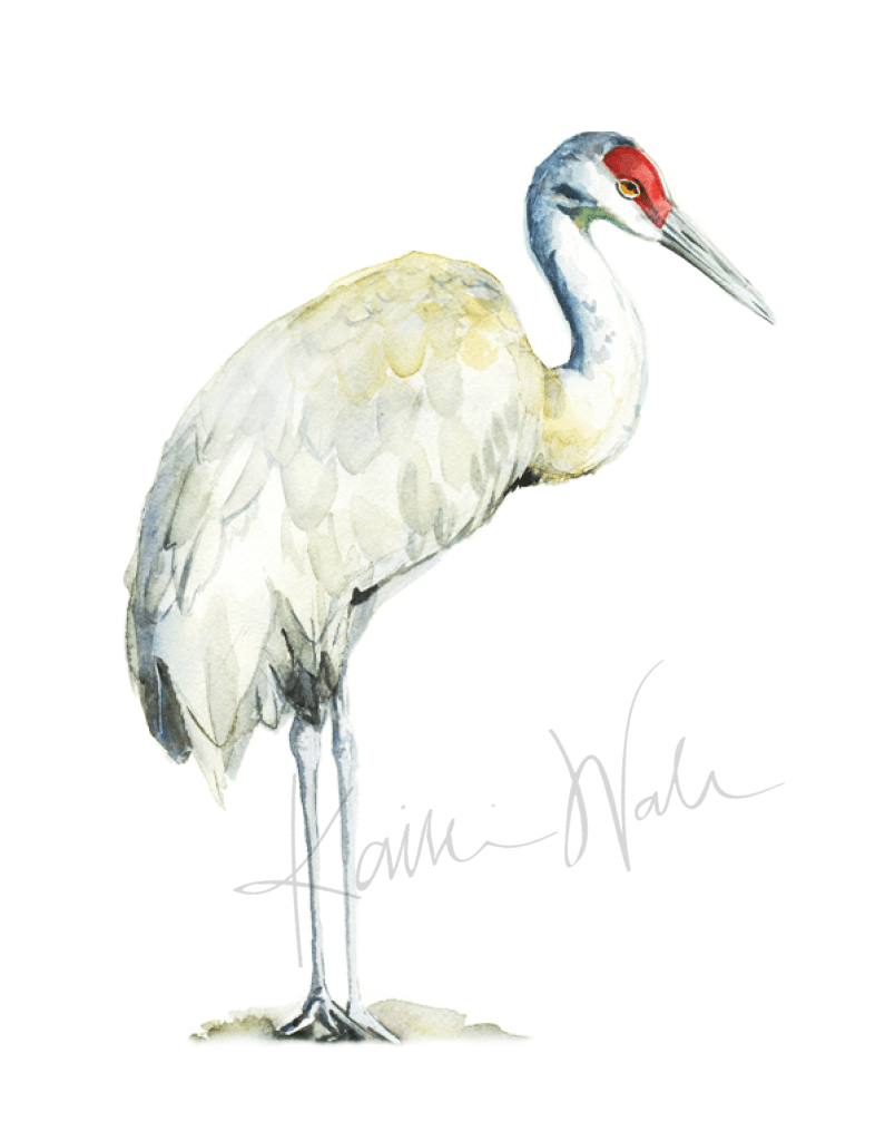 Sandhill crane watercolor print â lyon road art