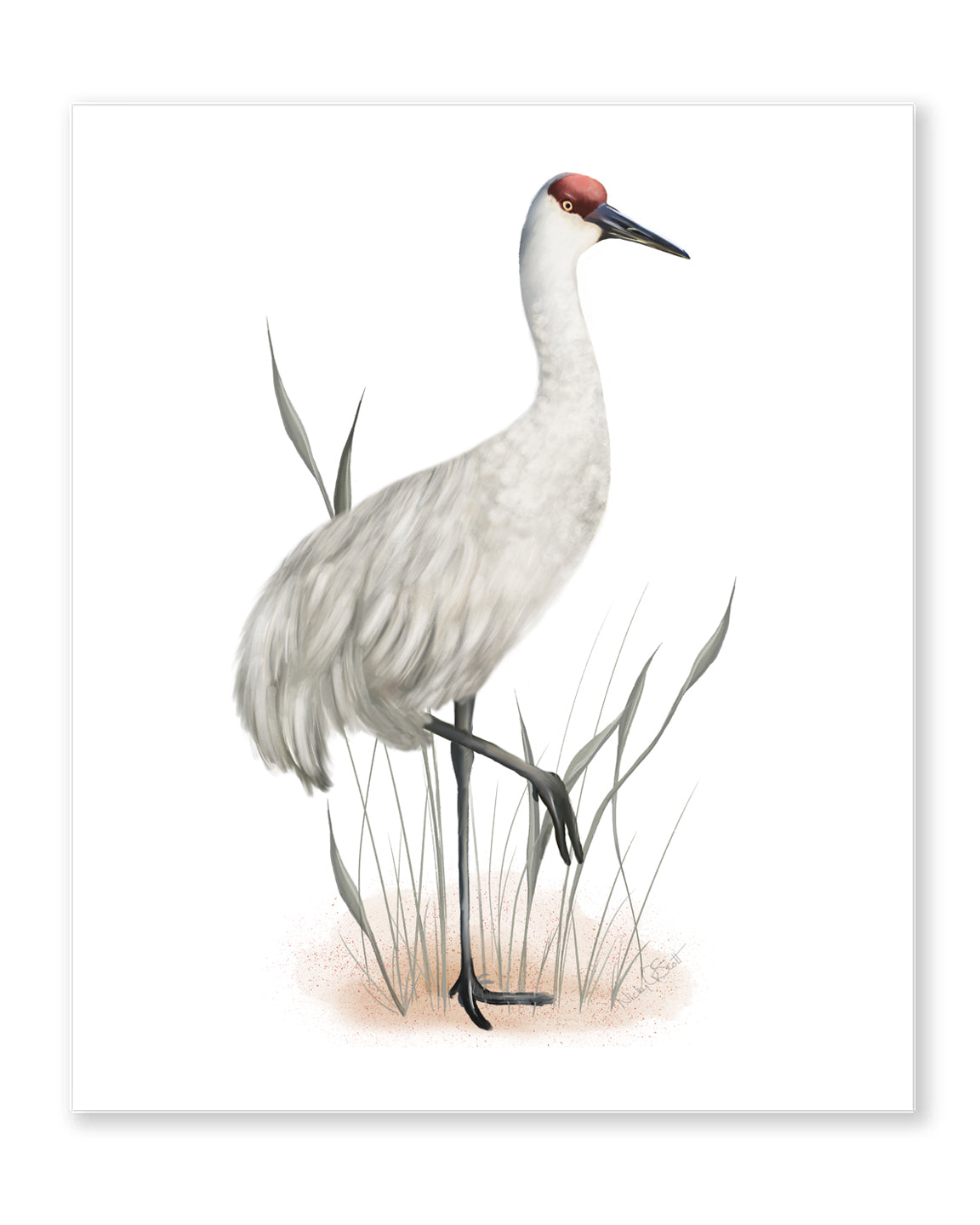 Sandhill crane bird print â studio q