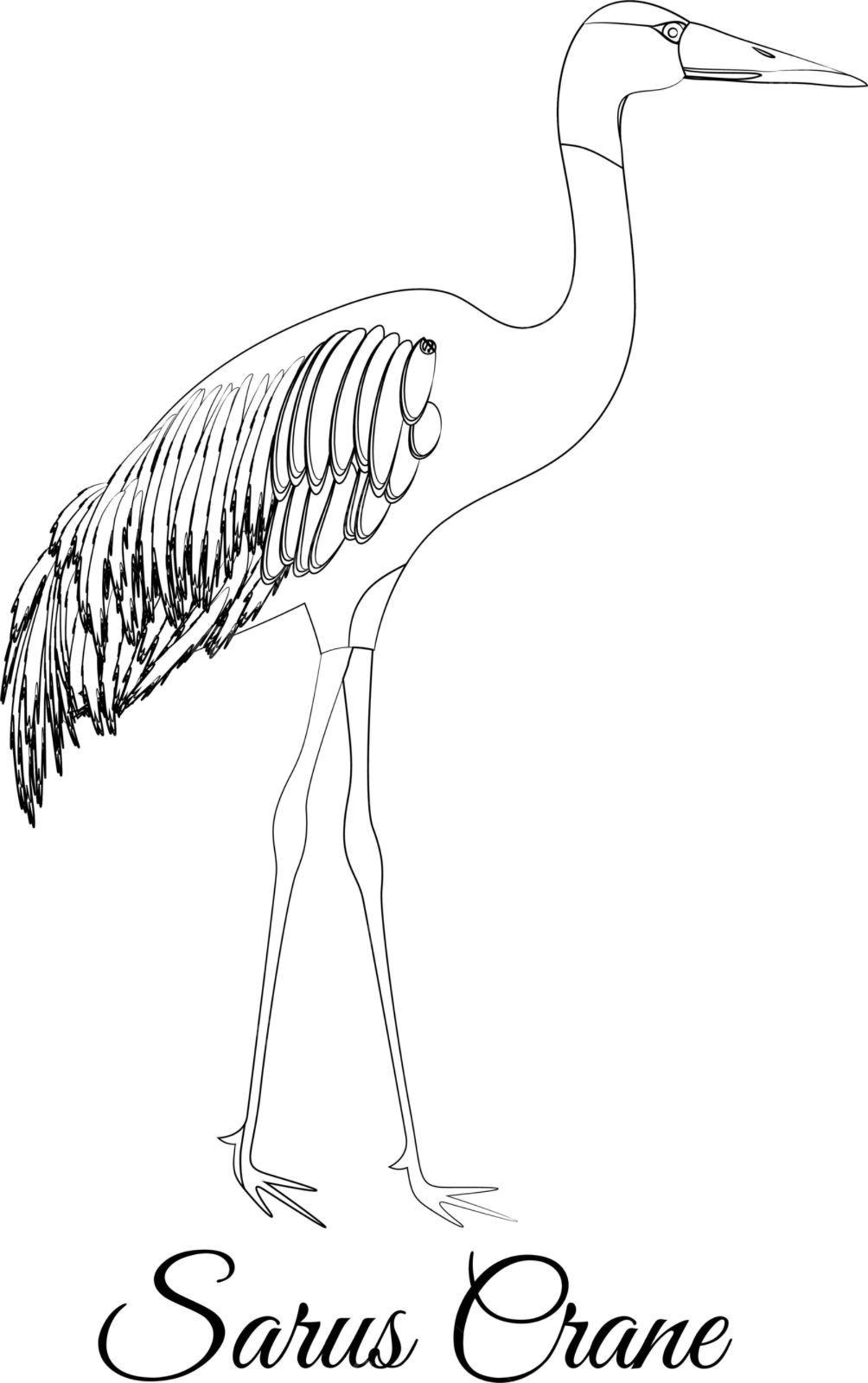 Sarus crane outline vector coloring beak coloring tail vector beak coloring tail png and vector with transparent background for free download