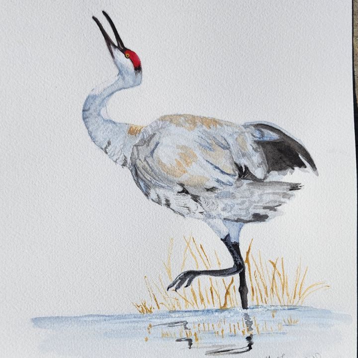 Sandhill crane