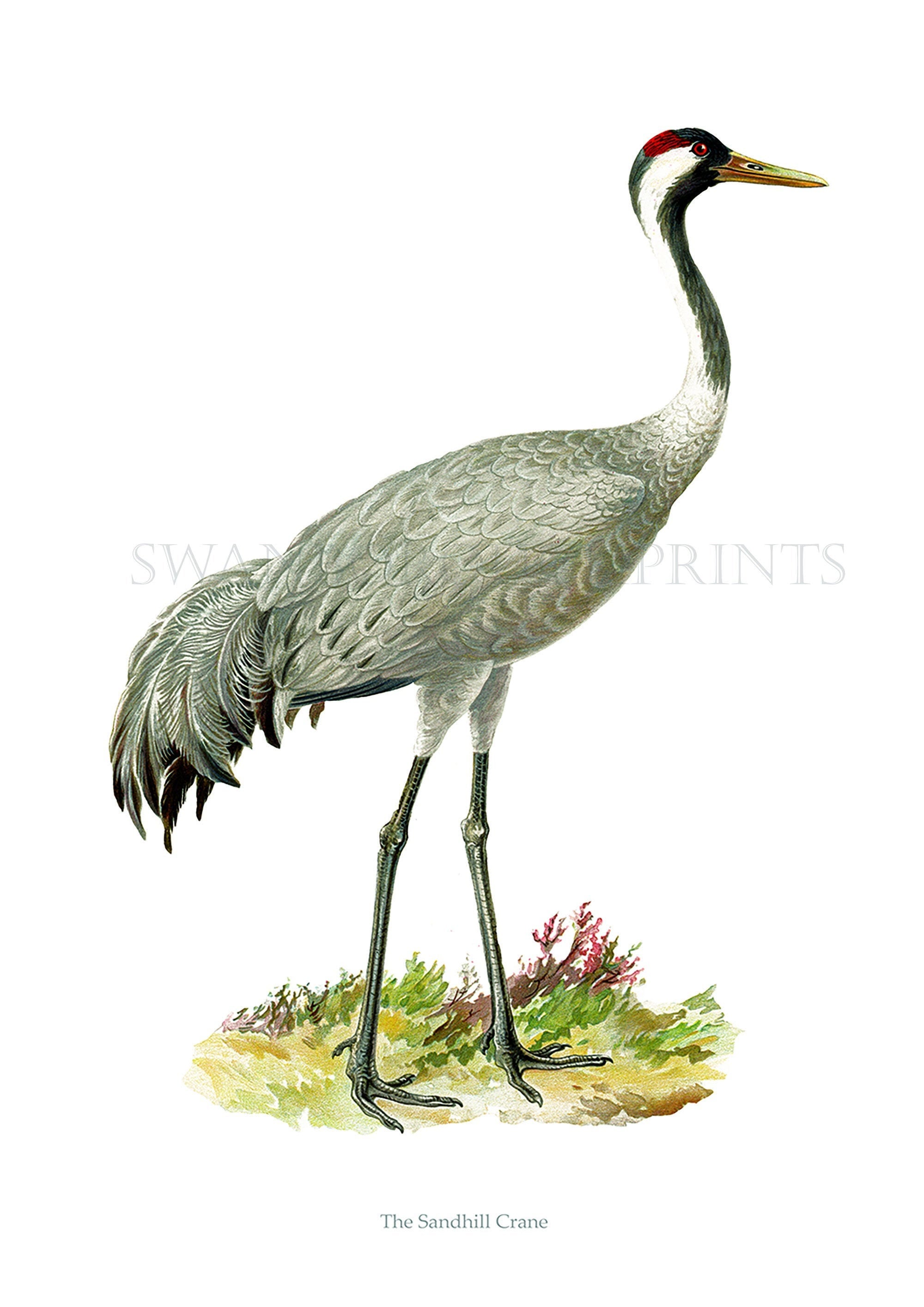 Sandhill crane bird print grey crane art print sandhill grey crane north american prairie bird grus grus mon crane