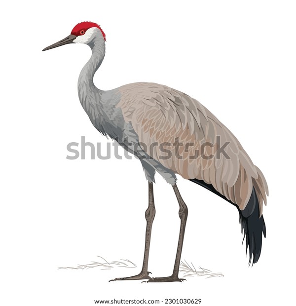 Sandhill crane tattoo images stock photos d objects vectors