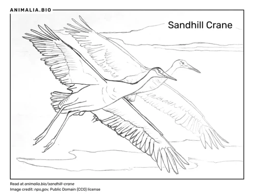 Sandhill crane