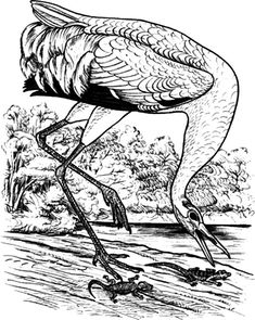 Crane bird coloring pages ideas bird coloring pages crane bird coloring pages