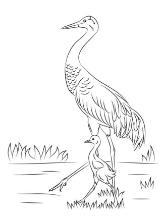 Adorable sandhill crane and baby chick coloring page supercoloring