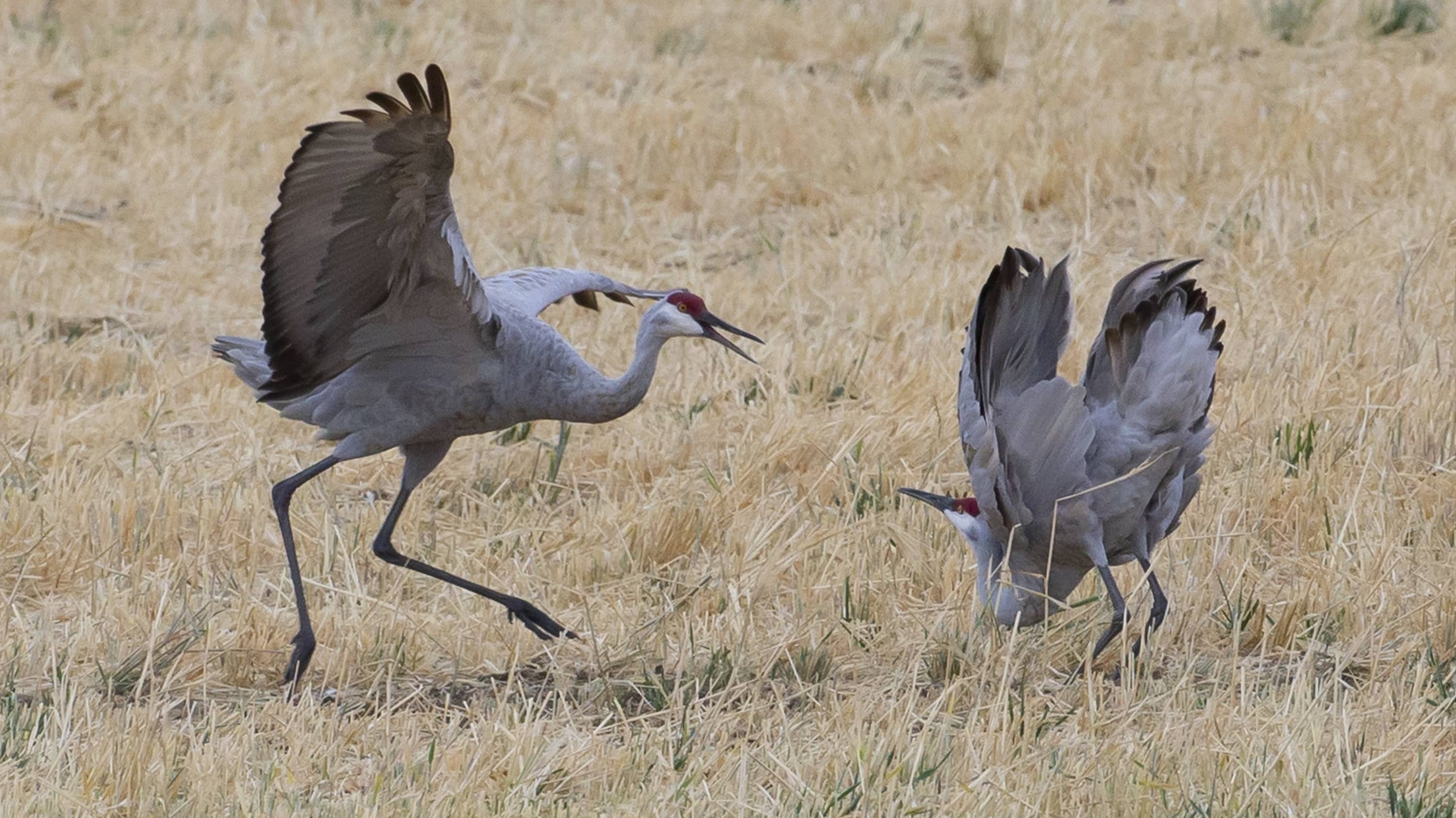 The sandhill crane coloring contest wraps up aug steamboat radio