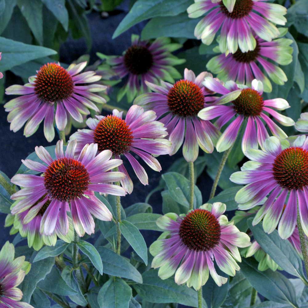 Echinacea