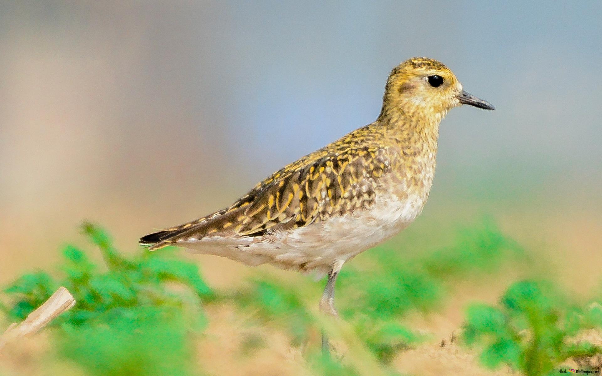 Download Free 100 + sandpiper Wallpapers