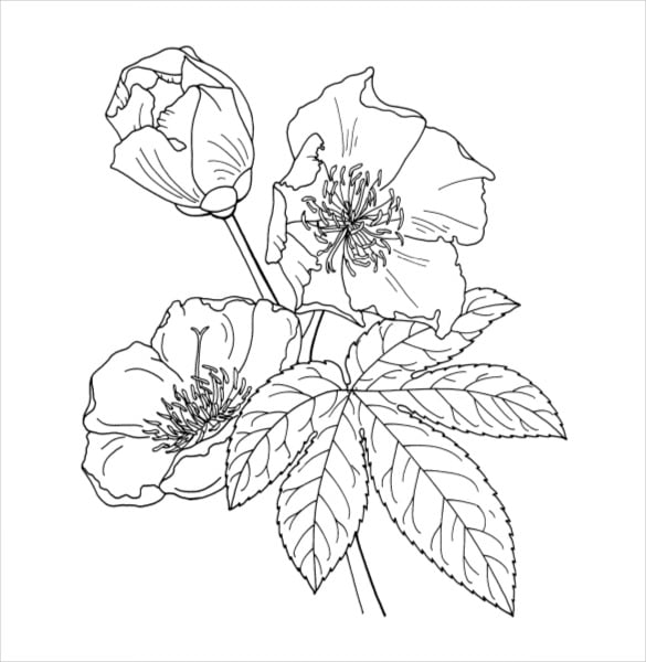 Flower coloring pages