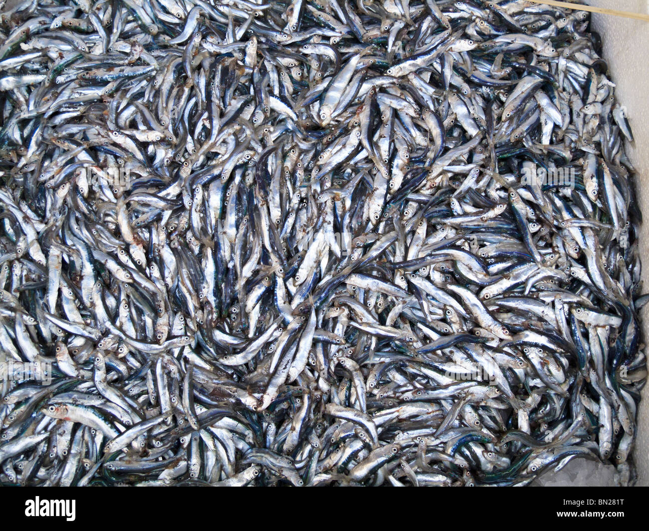 Baby sardines hi