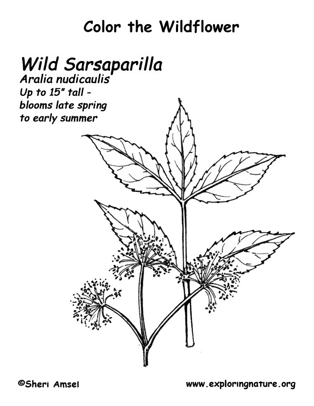 Sarsaparilla coloring page