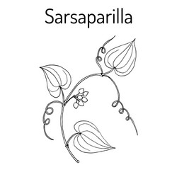 Sarsaparilla vector images