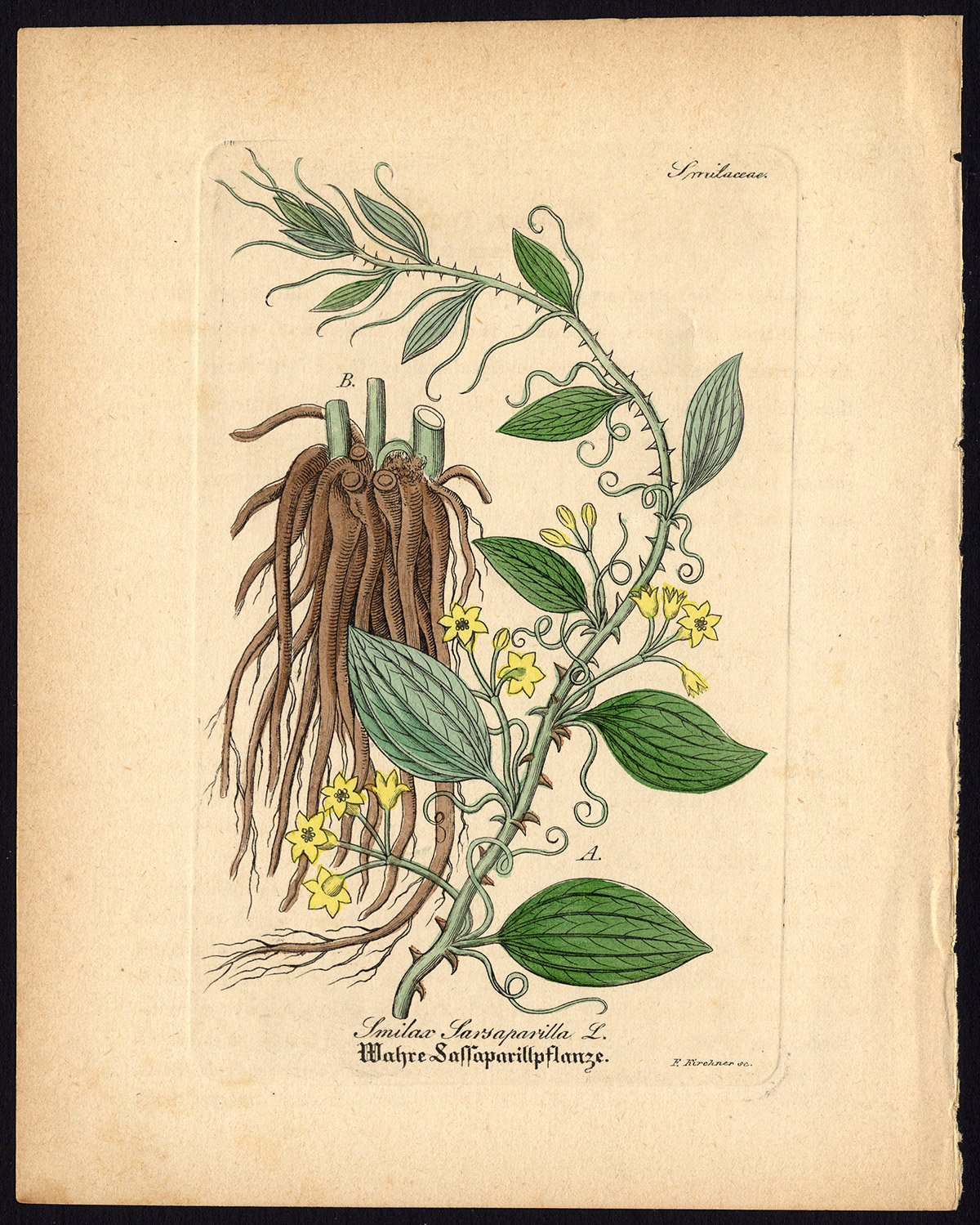 Rare antique botanical print