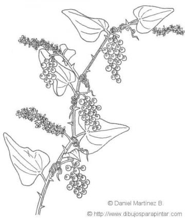 Characteristics of sarsaparilla â botanical online