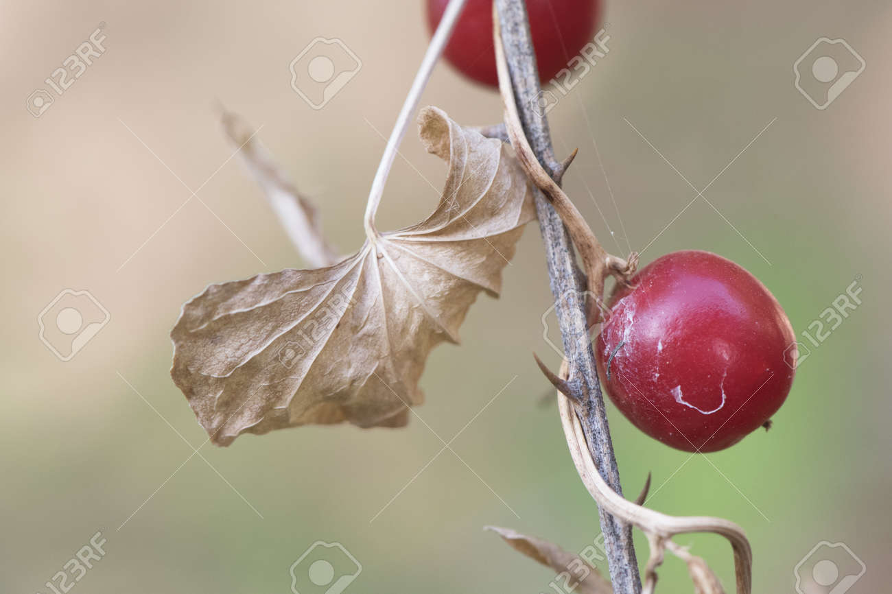 Smilax aspera rough bindweed sarsaparilla berries of deep red color dry light brown leaves on defocused natural background flash lighting stock photo picture and royalty free image image