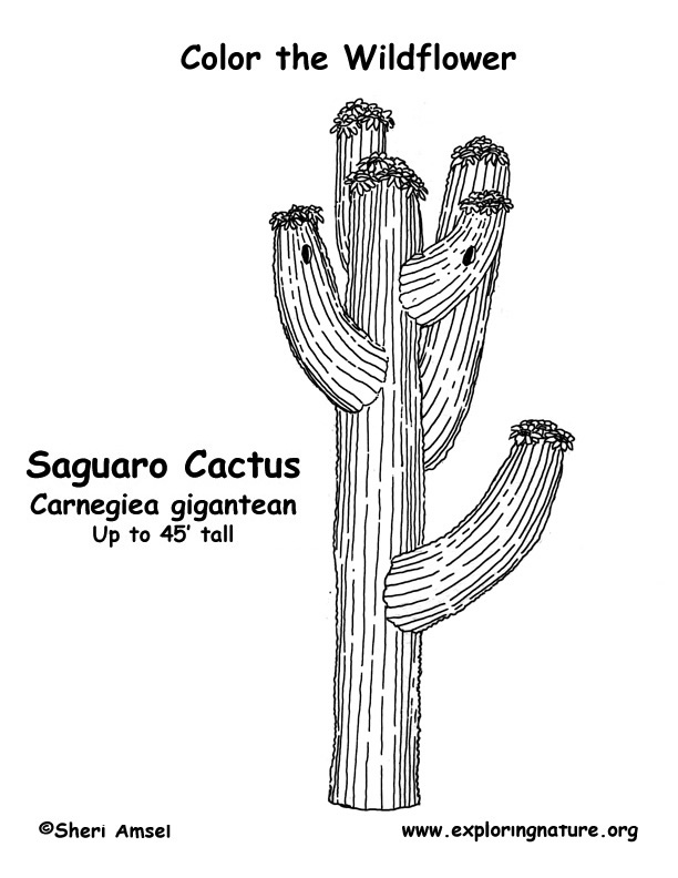 Saguaro cactus coloring page