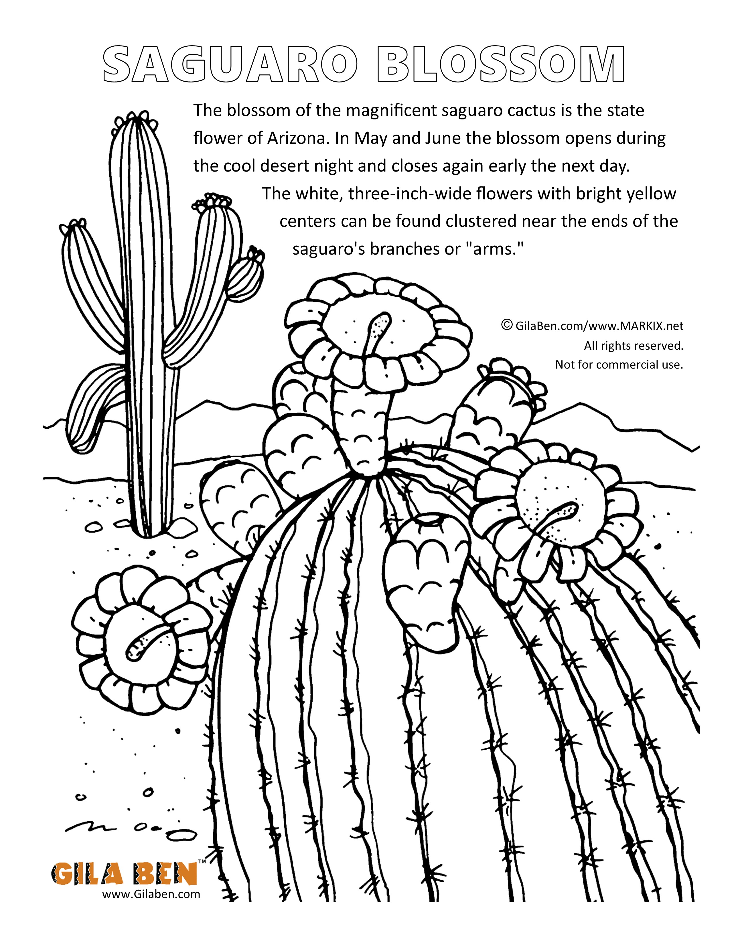 Arizona state flower saguaro blossom coloring page